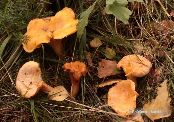 Поход в лес — Туризм и путешествия: фотоотчеты из поездок (фото 7)