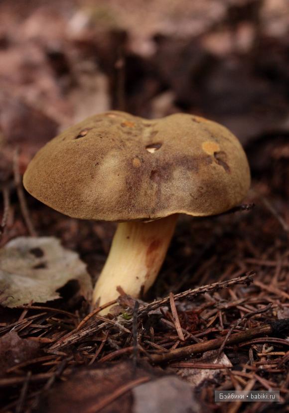 Поход в лес — Туризм и путешествия: фотоотчеты из поездок (фото 4)