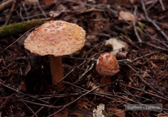 розовый мухомор