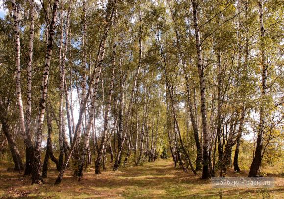 Поход в лес — Туризм и путешествия: фотоотчеты из поездок