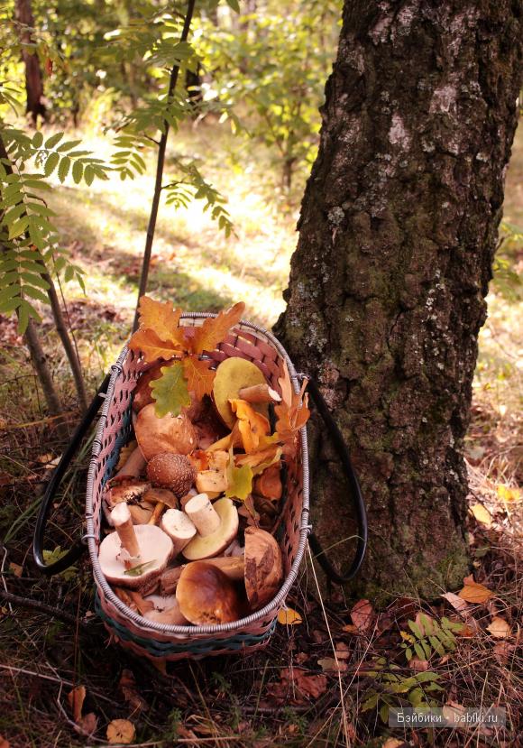 Поход в лес — Туризм и путешествия: фотоотчеты из поездок (фото 8)