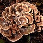 Поход в лес.