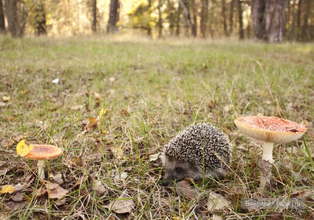 Приятная встреча в осеннем лесу