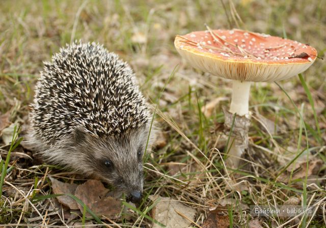 Приятная встреча в осеннем лесу