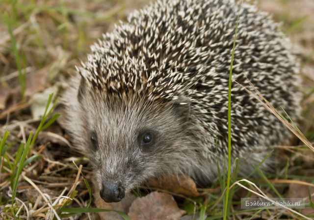 Приятная встреча в осеннем лесу