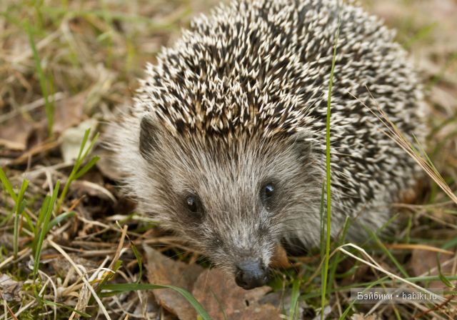 Приятная встреча в осеннем лесу