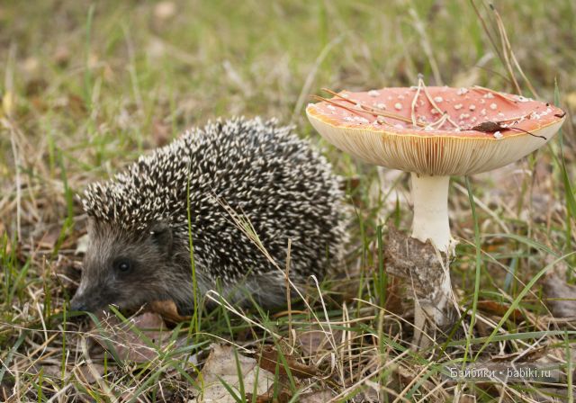 Приятная встреча в осеннем лесу