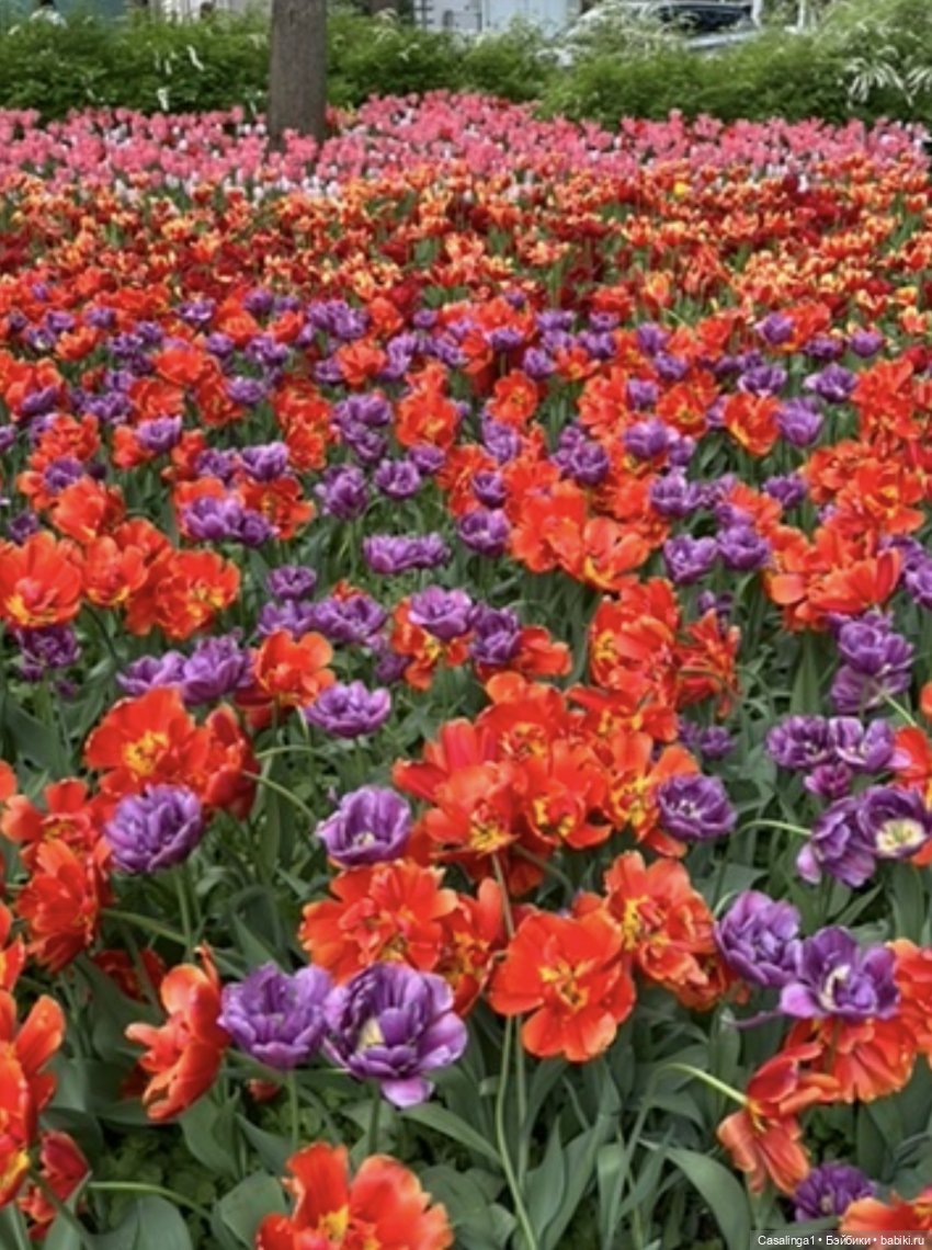 Посвящение Елагину острову🌷