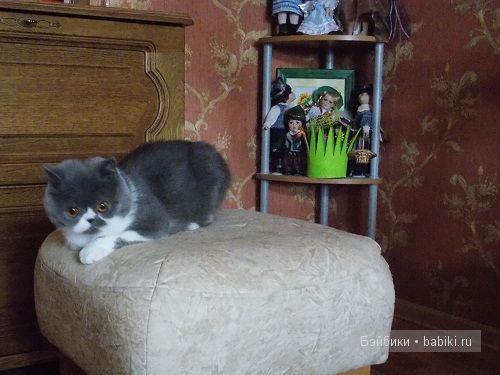 К вопросу о коллекциях или несколько слов о кошках