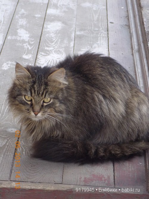 Пенаты или песня Сольвейг над льдами Финского залива. Репино, Куоккала (фото 10)