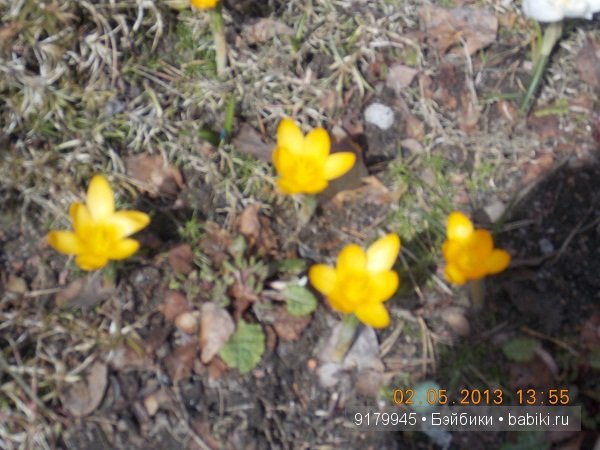 Пенаты или песня Сольвейг над льдами Финского залива. Репино, Куоккала