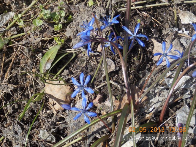 Пенаты или песня Сольвейг над льдами Финского залива. Репино, Куоккала