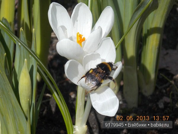 Пенаты или песня Сольвейг над льдами Финского залива. Репино, Куоккала