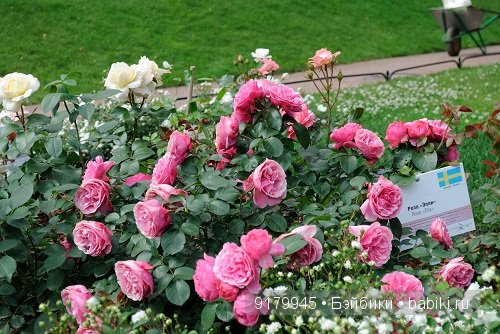 Михайловский сад