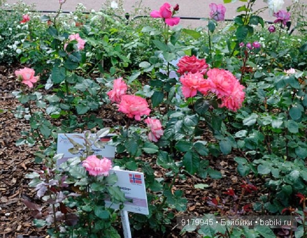 Михайловский сад