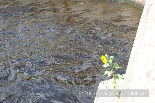 Чижик- пыжик, где ты был? Санкт-Петербург, Михайловский сад (фото 2)