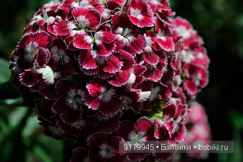 Михайловский сад