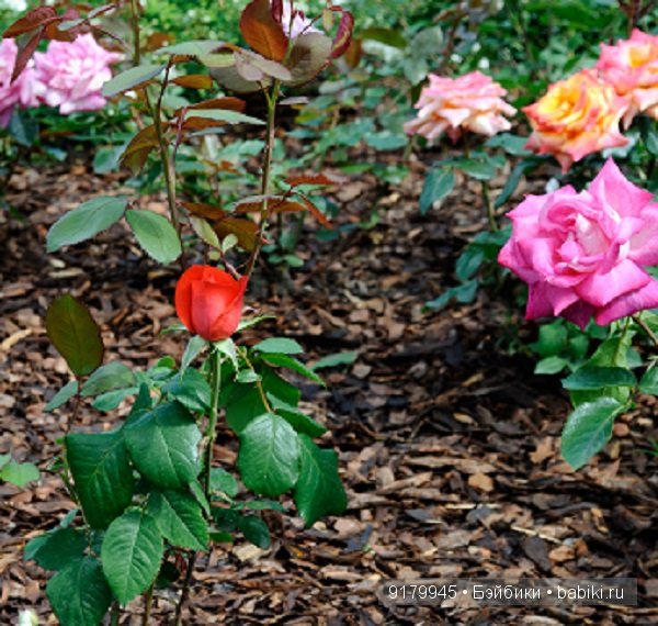 Михайловский сад