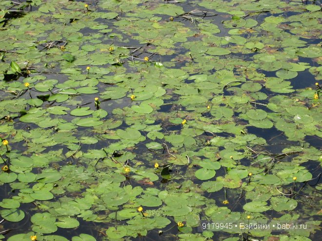 С природою искусство сочетав, прекрасны вы, задумчивые парки. К.М. Фофанов (фото 8)