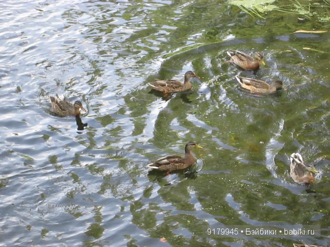 С природою искусство сочетав, прекрасны вы, задумчивые парки. К.М. Фофанов (фото 7)