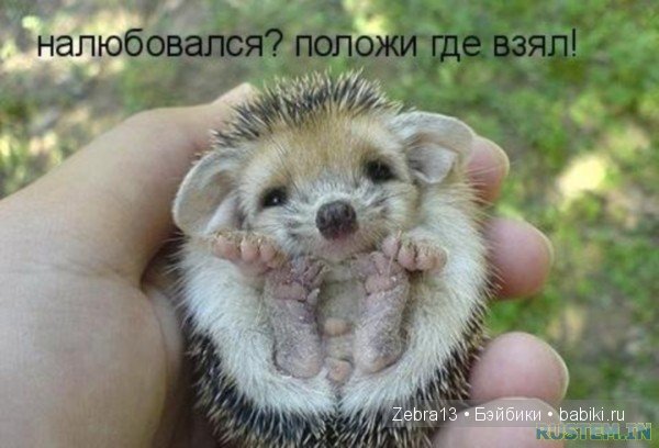 Говорящий еж