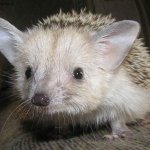 Субботний вечер или кому тут грустно... Авторские игрушки