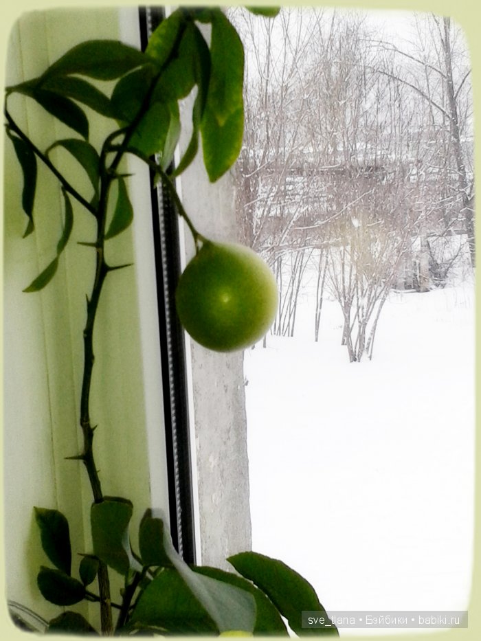 Лимоны и вихтели - залог хорошего настроения (фото 4)