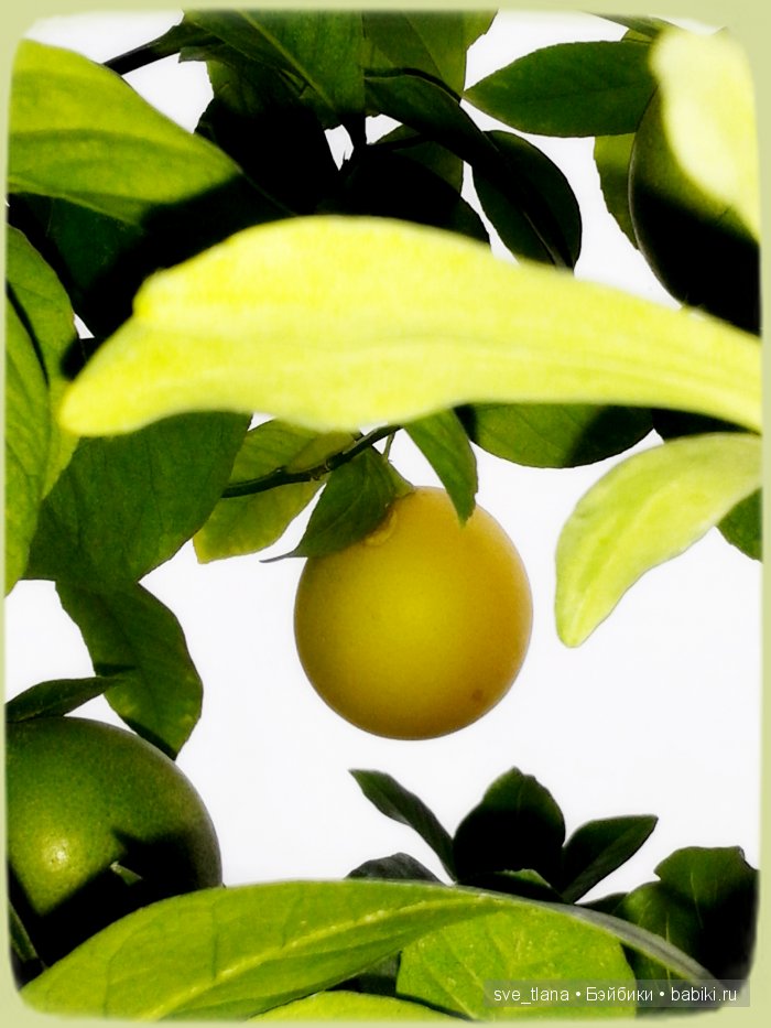 Лимоны и вихтели - залог хорошего настроения (фото 2)