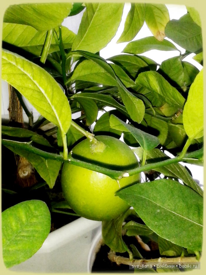 Лимоны и вихтели - залог хорошего настроения (фото 3)