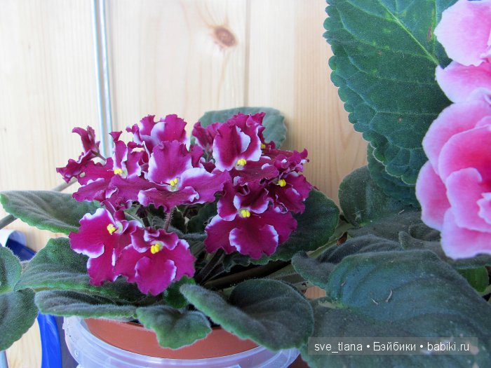 Сестрички от Helen Kish - мои цветочные феечки