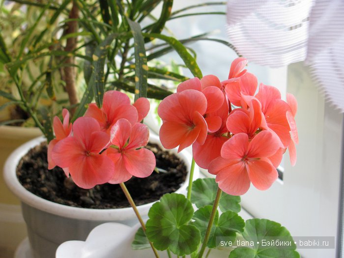 Сестрички от Helen Kish - мои цветочные феечки