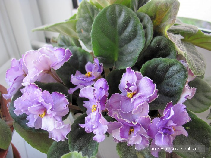 Сестрички от Helen Kish - мои цветочные феечки