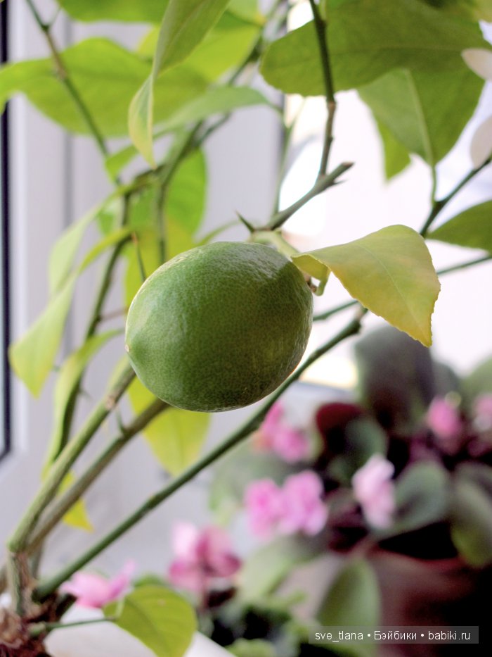 Сестрички от Helen Kish - мои цветочные феечки