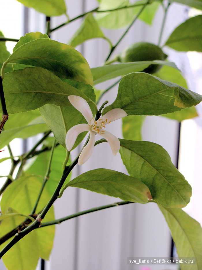 Сестрички от Helen Kish - мои цветочные феечки