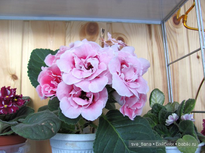 Сестрички от Helen Kish - мои цветочные феечки