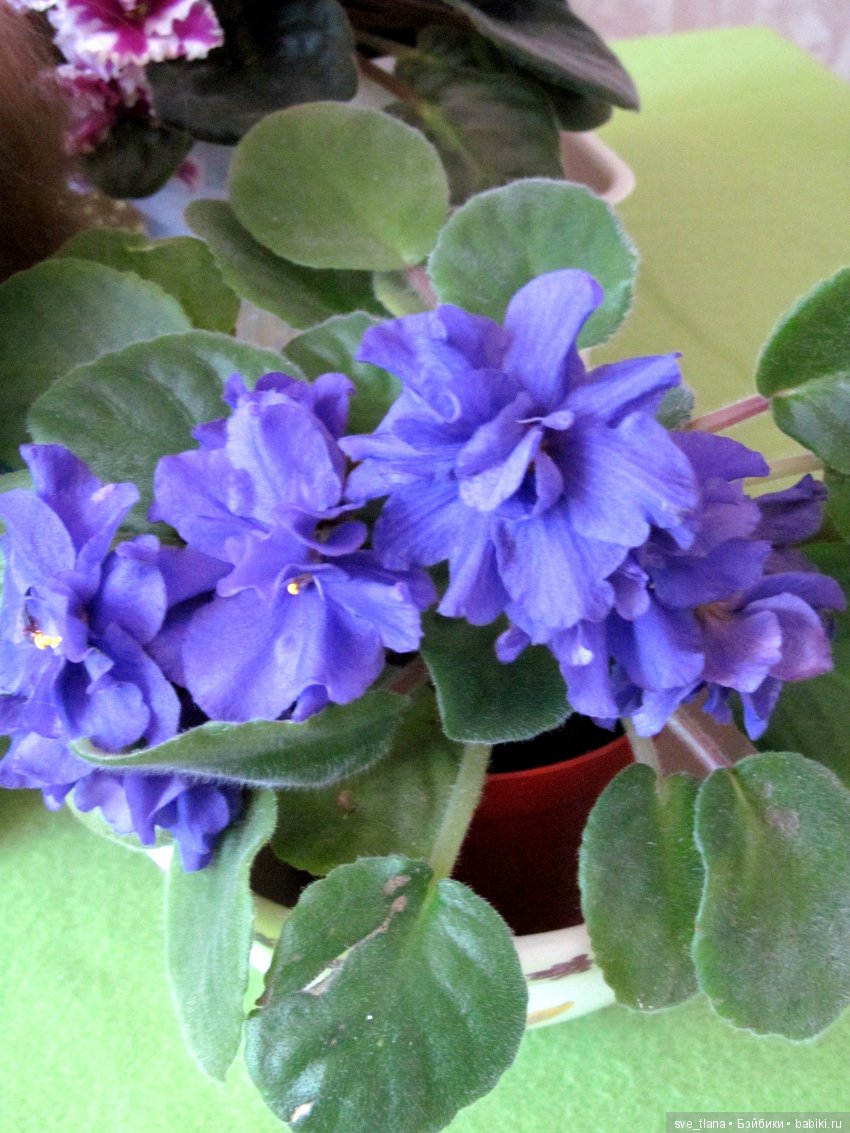 Как поживает наш Патрик? Продолжение истории