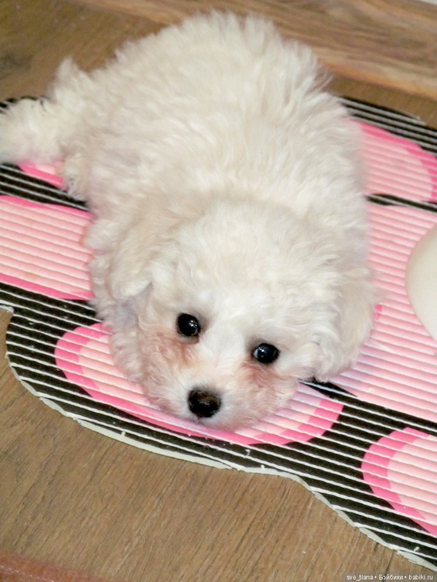 Кукольный календарь II. Стоит ли давать себе новогодние обещания