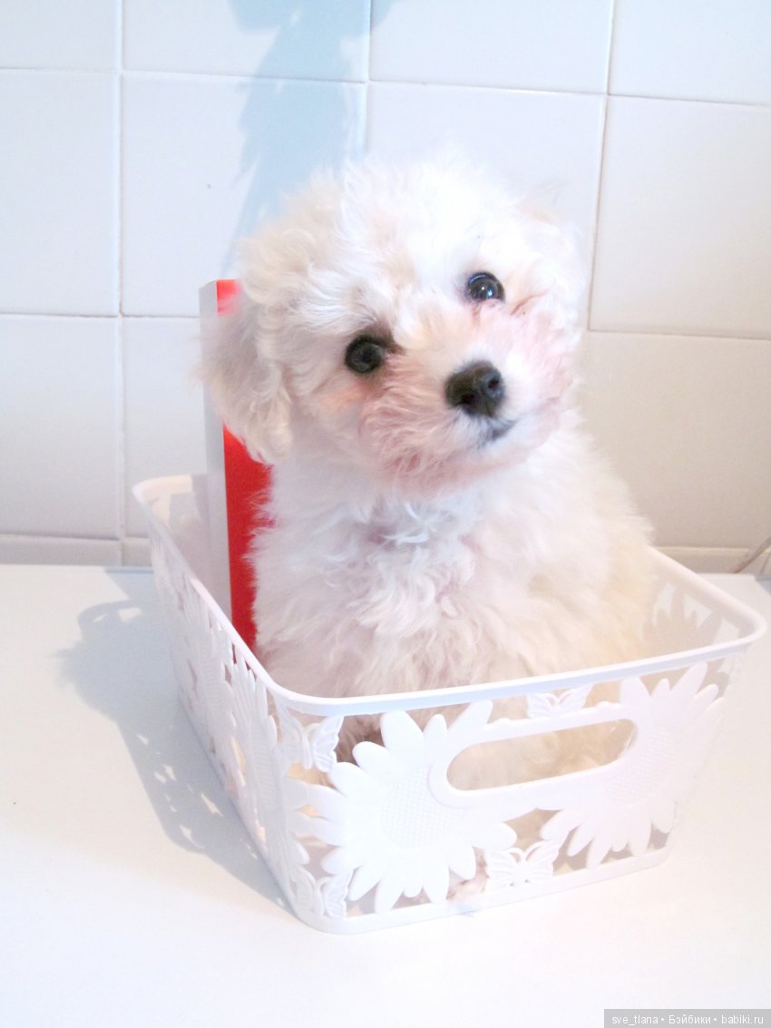 Кукольный календарь II. Стоит ли давать себе новогодние обещания