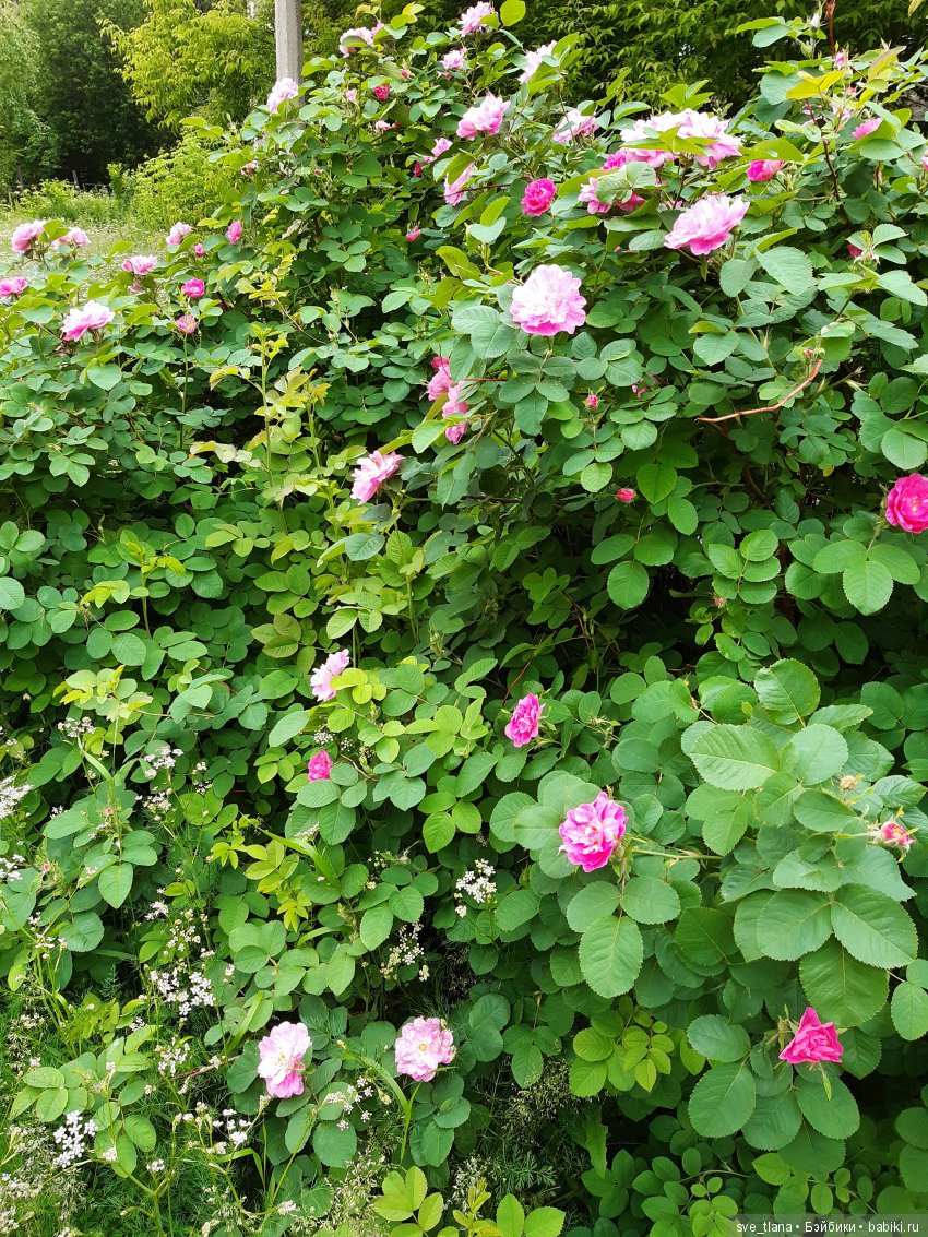 Икота, икота, перейди на Федота, с Федота на Якова, а с Якова - на всякого