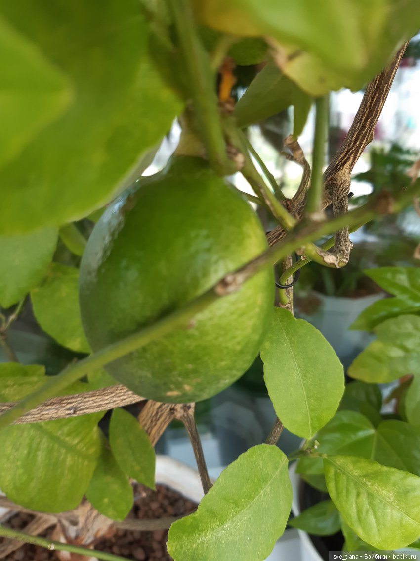 Икота, икота, перейди на Федота, с Федота на Якова, а с Якова - на всякого