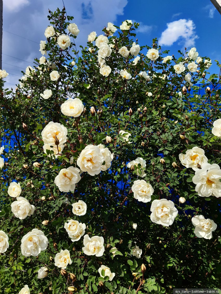 Икота, икота, перейди на Федота, с Федота на Якова, а с Якова - на всякого