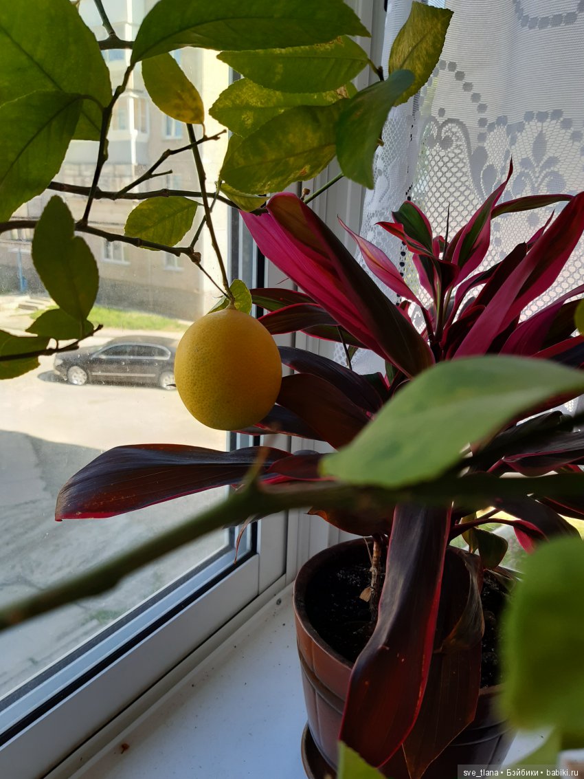 Икота, икота, перейди на Федота, с Федота на Якова, а с Якова - на всякого