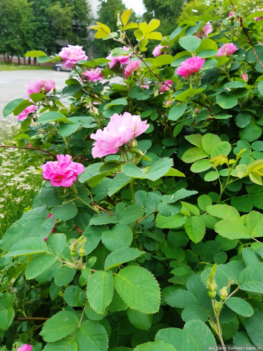 Икота, икота, перейди на Федота, с Федота на Якова, а с Якова - на всякого