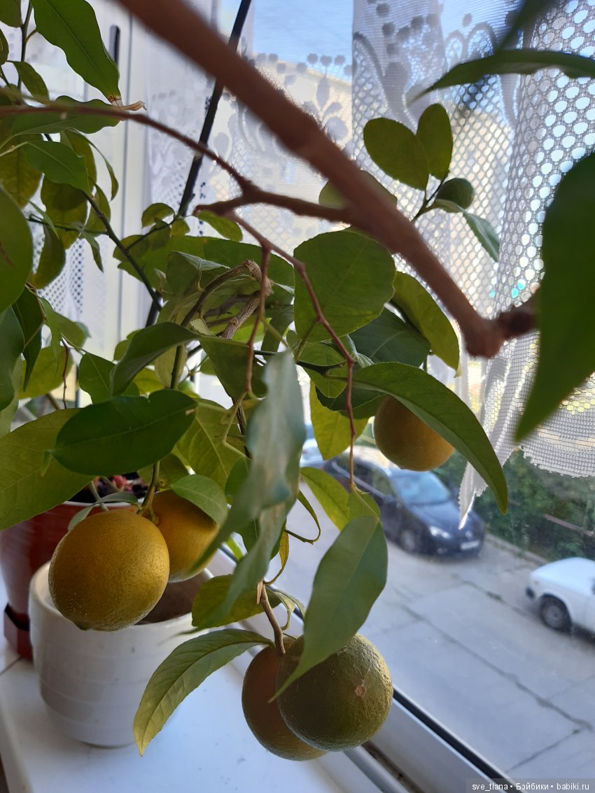 Икота, икота, перейди на Федота, с Федота на Якова, а с Якова - на всякого