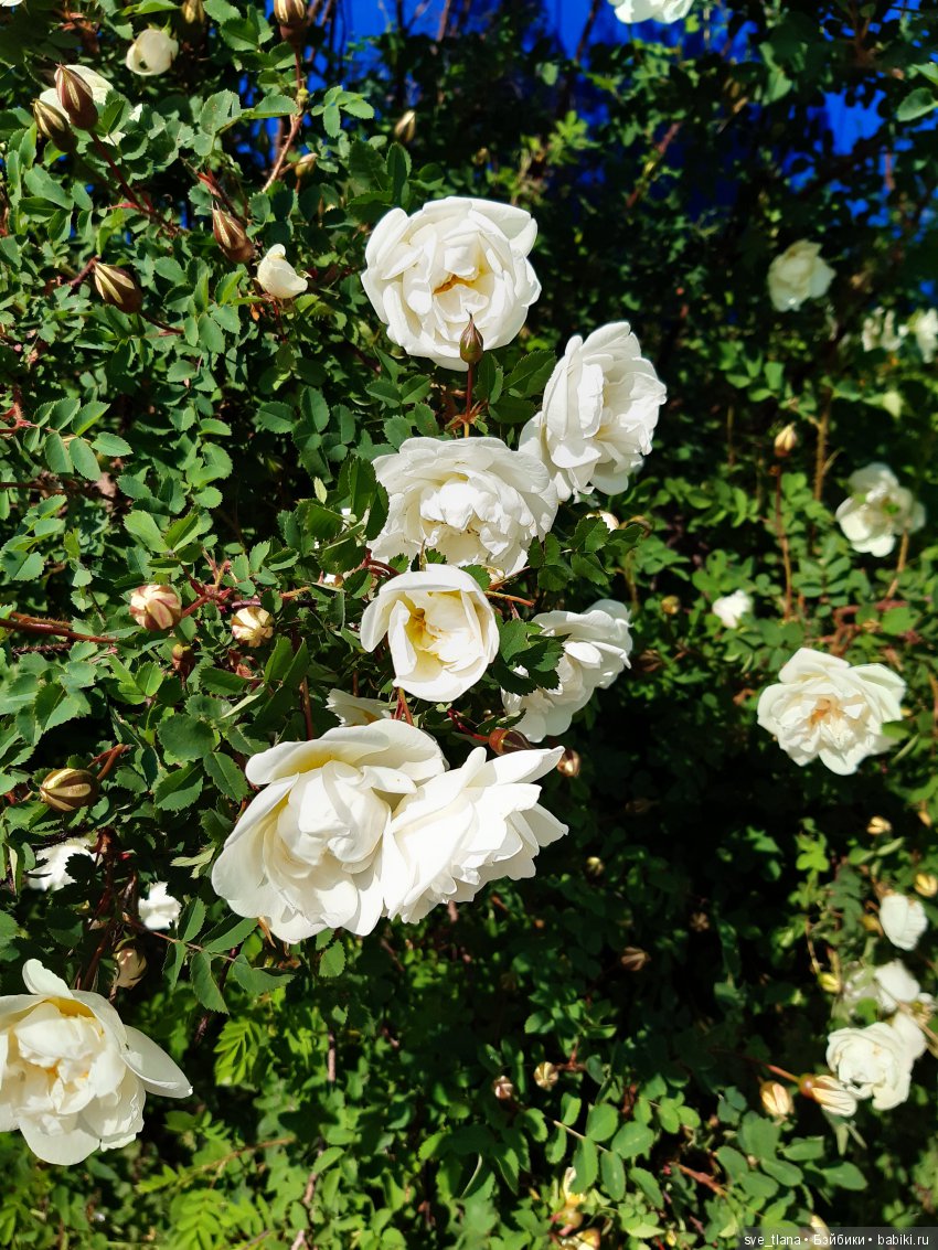 Икота, икота, перейди на Федота, с Федота на Якова, а с Якова - на всякого