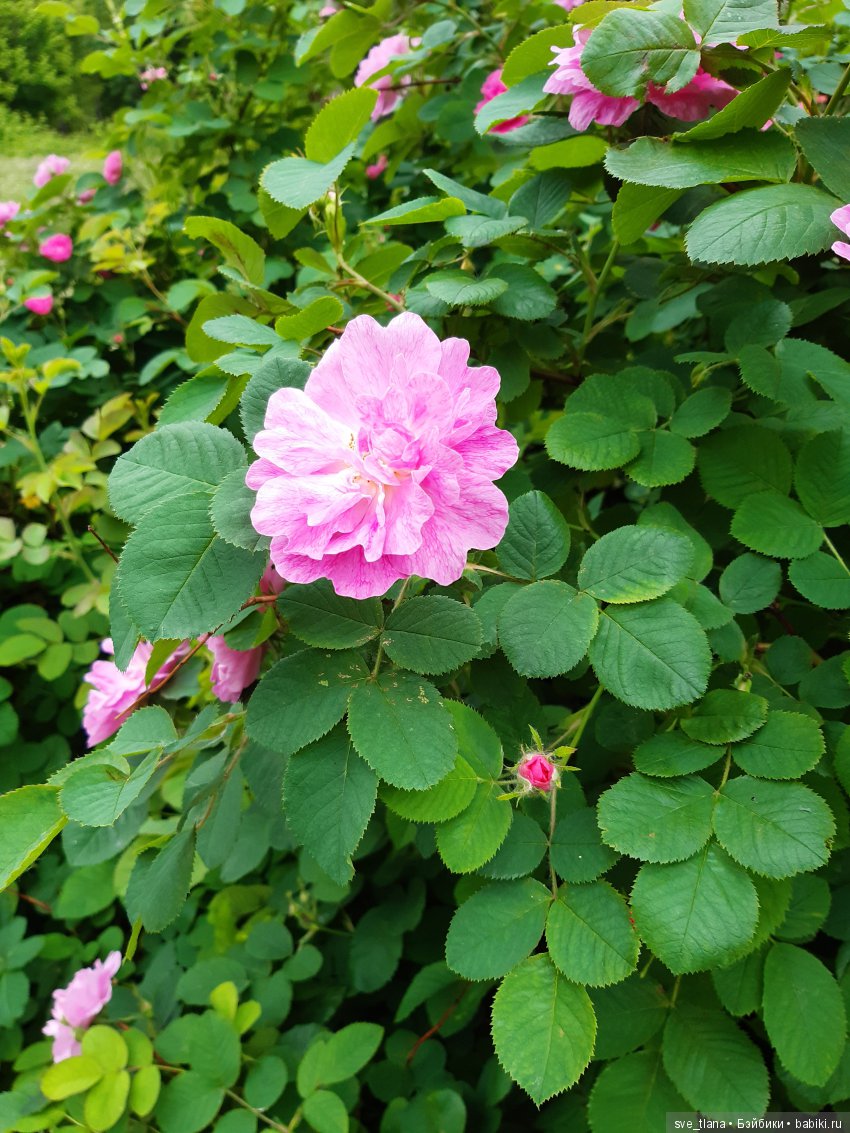 Икота, икота, перейди на Федота, с Федота на Якова, а с Якова - на всякого