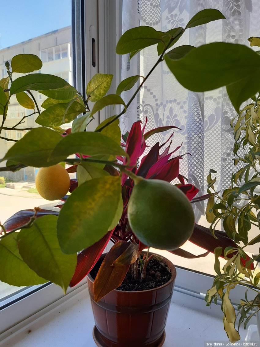 Икота, икота, перейди на Федота, с Федота на Якова, а с Якова - на всякого