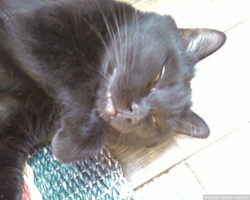 Всемирный день кошек (World Cat Day). С праздником всех нас (фото 10)