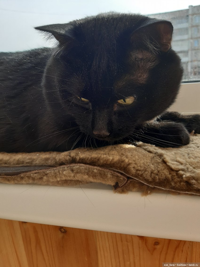 Всемирный день кошек (World Cat Day). С праздником всех нас (фото 7)