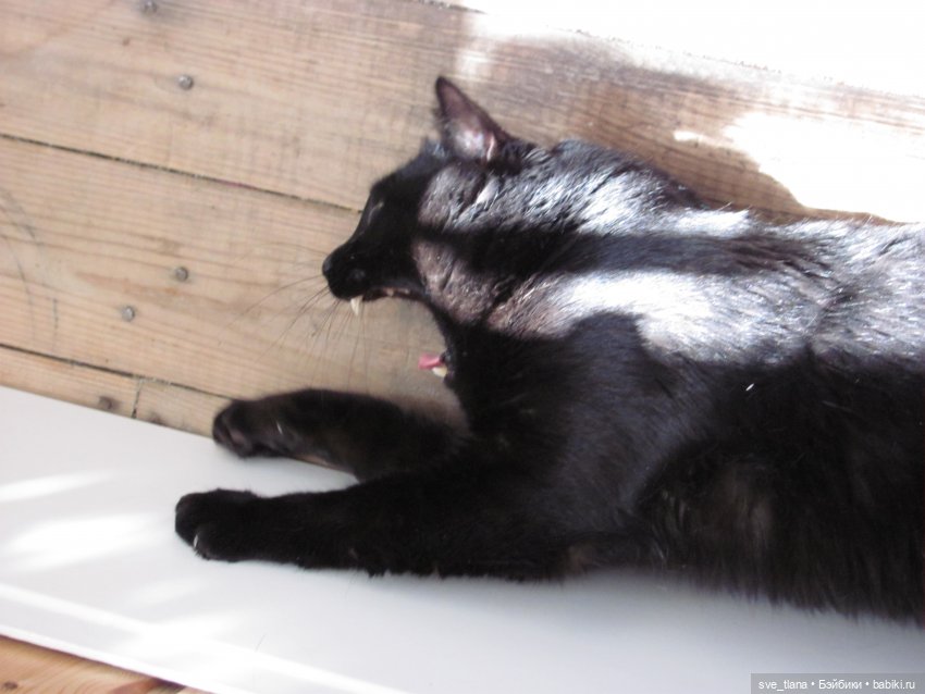 Всемирный день кошек (World Cat Day). С праздником всех нас